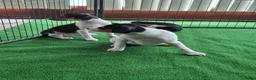 Fox Terriër Gladhaar honden te koop: boerenfox pups - Advertentie 10
