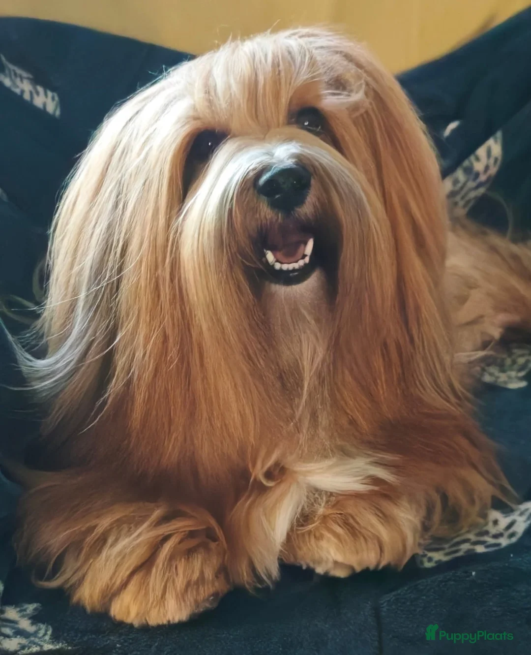 Havanezer honden te koop: Nog 1 Havanezer reutje beschikbaar - Advertentie 16