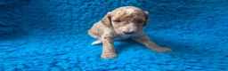 Cockapoo honden te koop: Hele mooie cockapoo pupjes - Advertentie 12