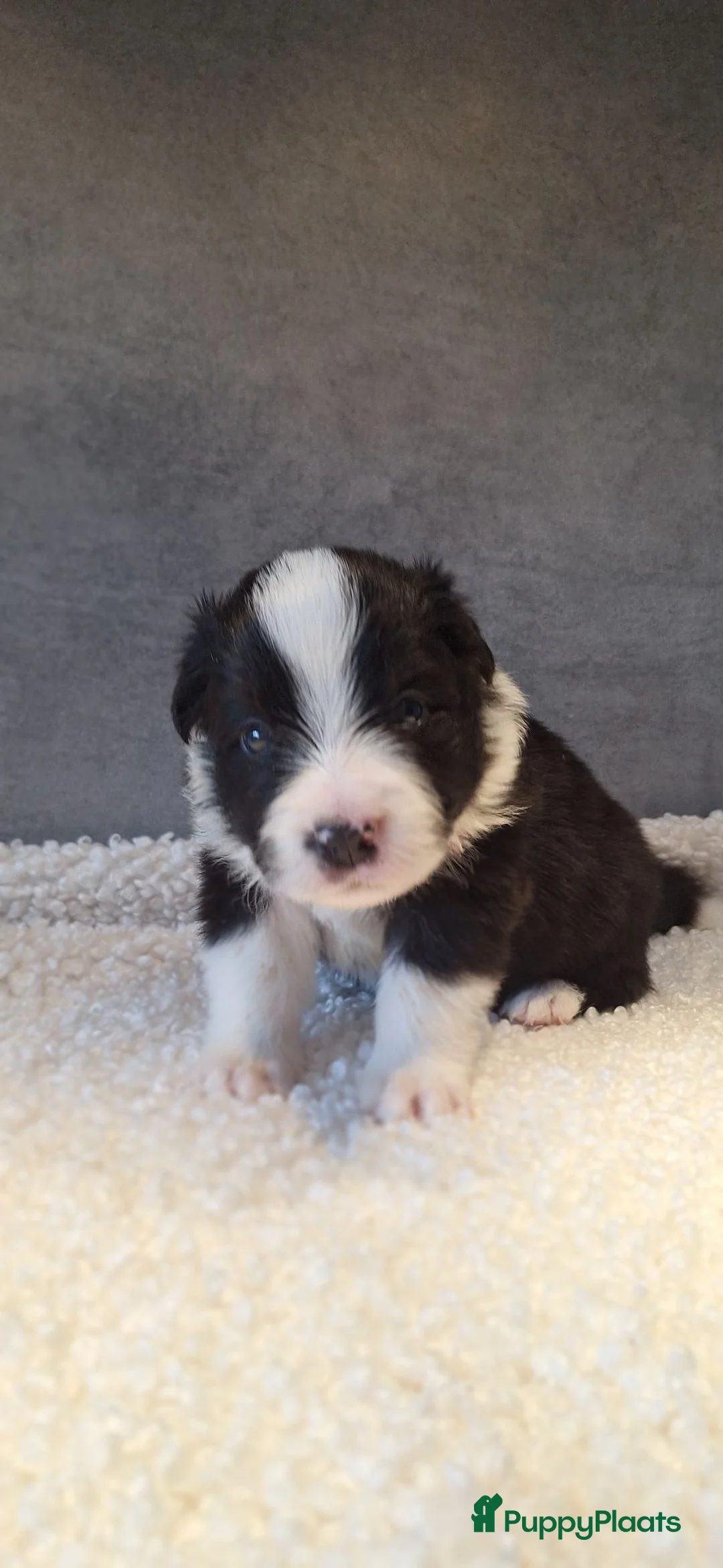 Border Collie honden te koop: Liefdevol gefokte Border Collie pups (FCI/LOSH) - Advertentie 2