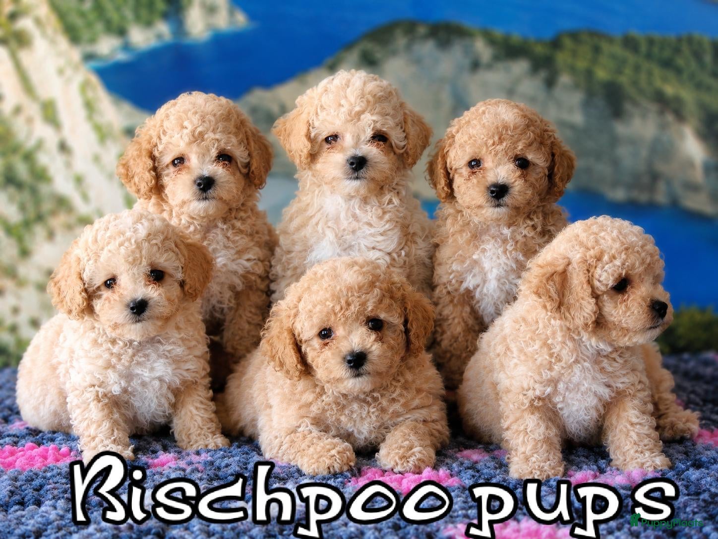Kruising honden Bischpoo/Poochon pups te koop  - Advertentie 1