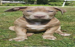 Amerikaanse Bully honden te koop: American bully XL pups in Zaandijk - Afbeelding 1