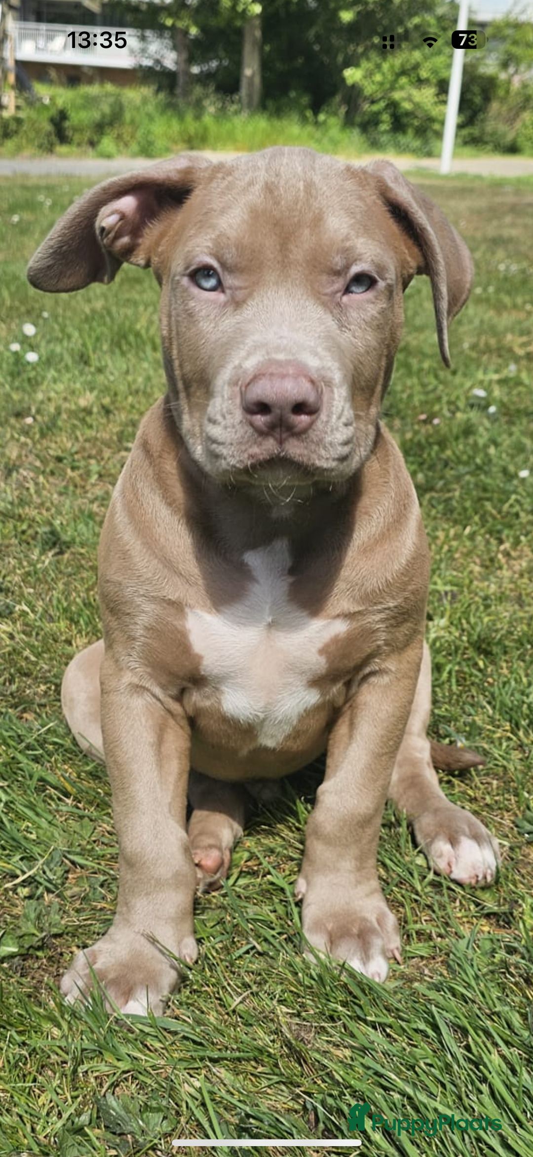 Amerikaanse Bully honden te koop: American bully XL pups in Zaandijk - Afbeelding 1
