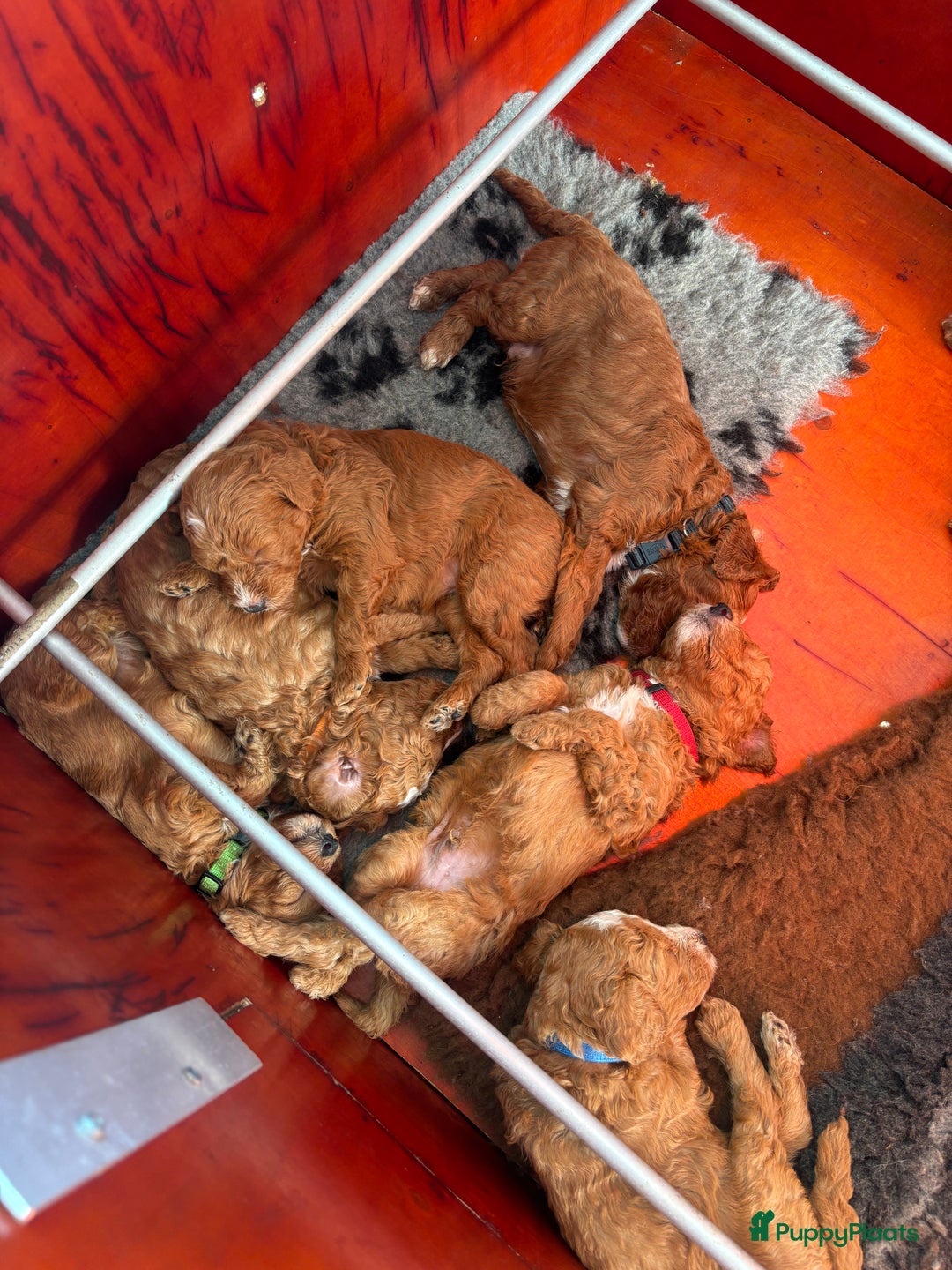 Labradoodle honden te koop: Mini labradoodle te koop - 1 teefje beschikbaar - Advertentie 9