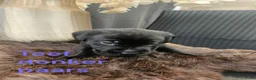 Labrador Retriever honden te koop: Prachtige labrador pups - Advertentie 12