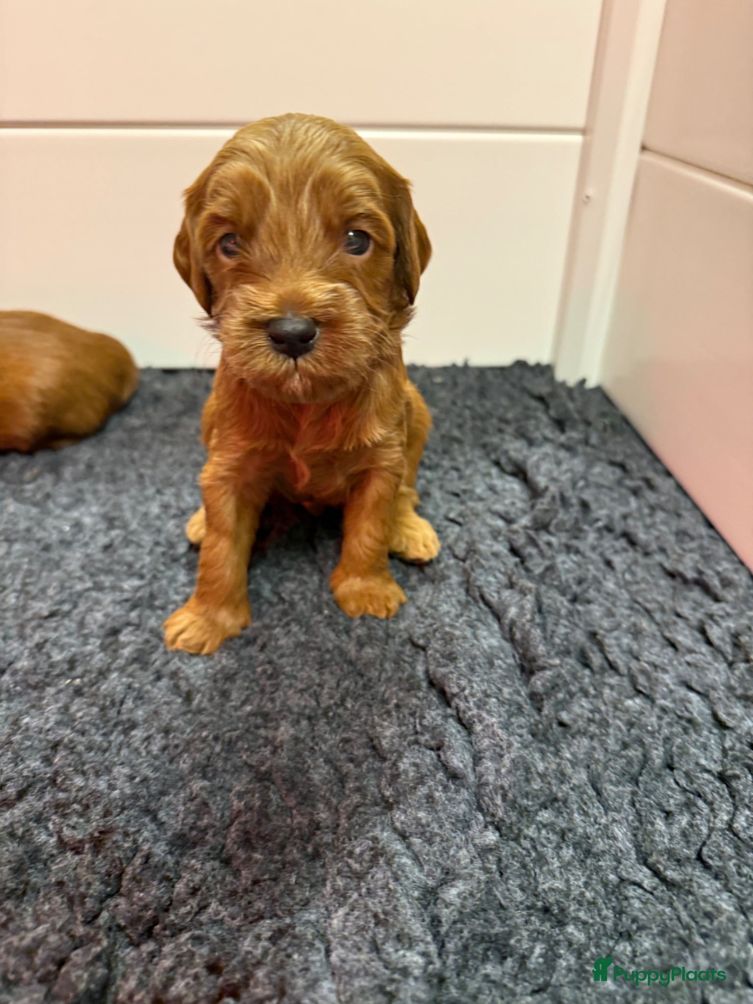 Australian Labradoodle honden Nog 2 bijzondere reutjes op zoek naar hun huisje - Advertentie 2