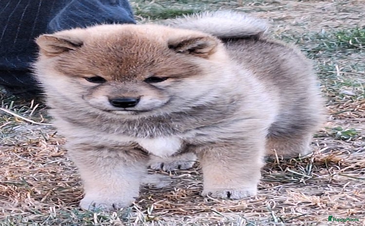 Shiba honden - Advertentie 9