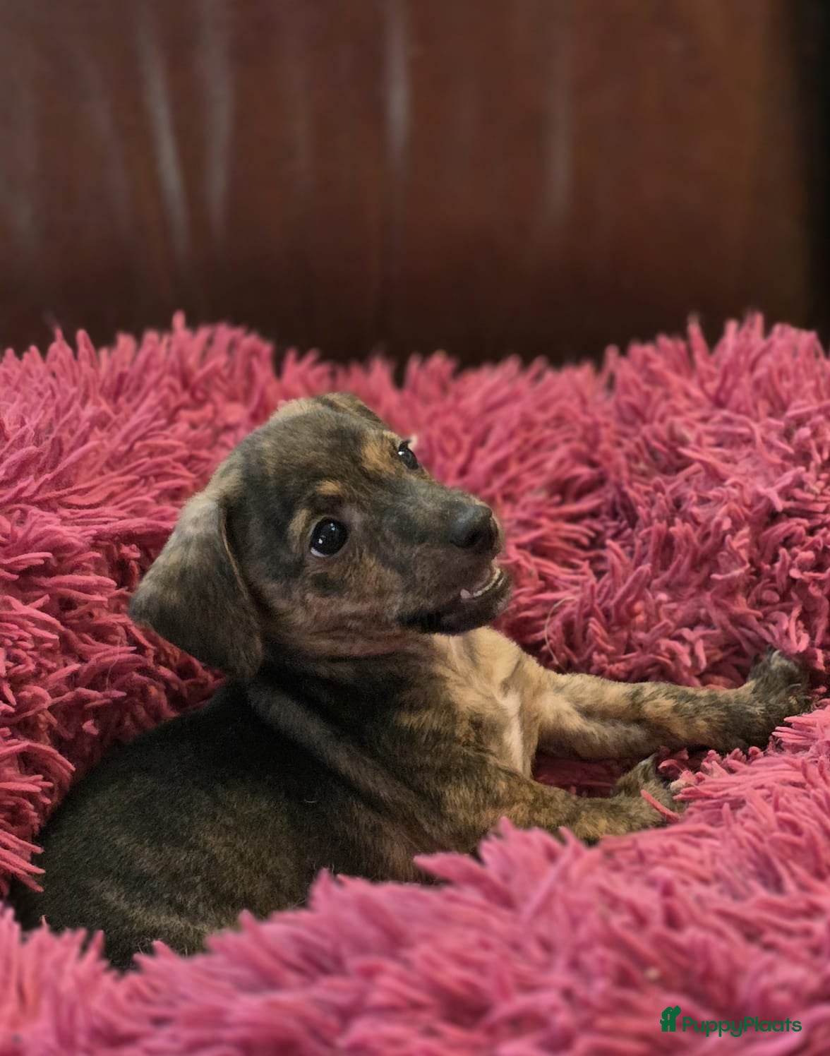 Jack Russel Terriër honden te koop: Schitterde Jack Russell pups in Nieuwdorp - Advertentie 5