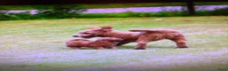 Goldendoodle honden te koop: Goldendoodle pups - Advertentie 3