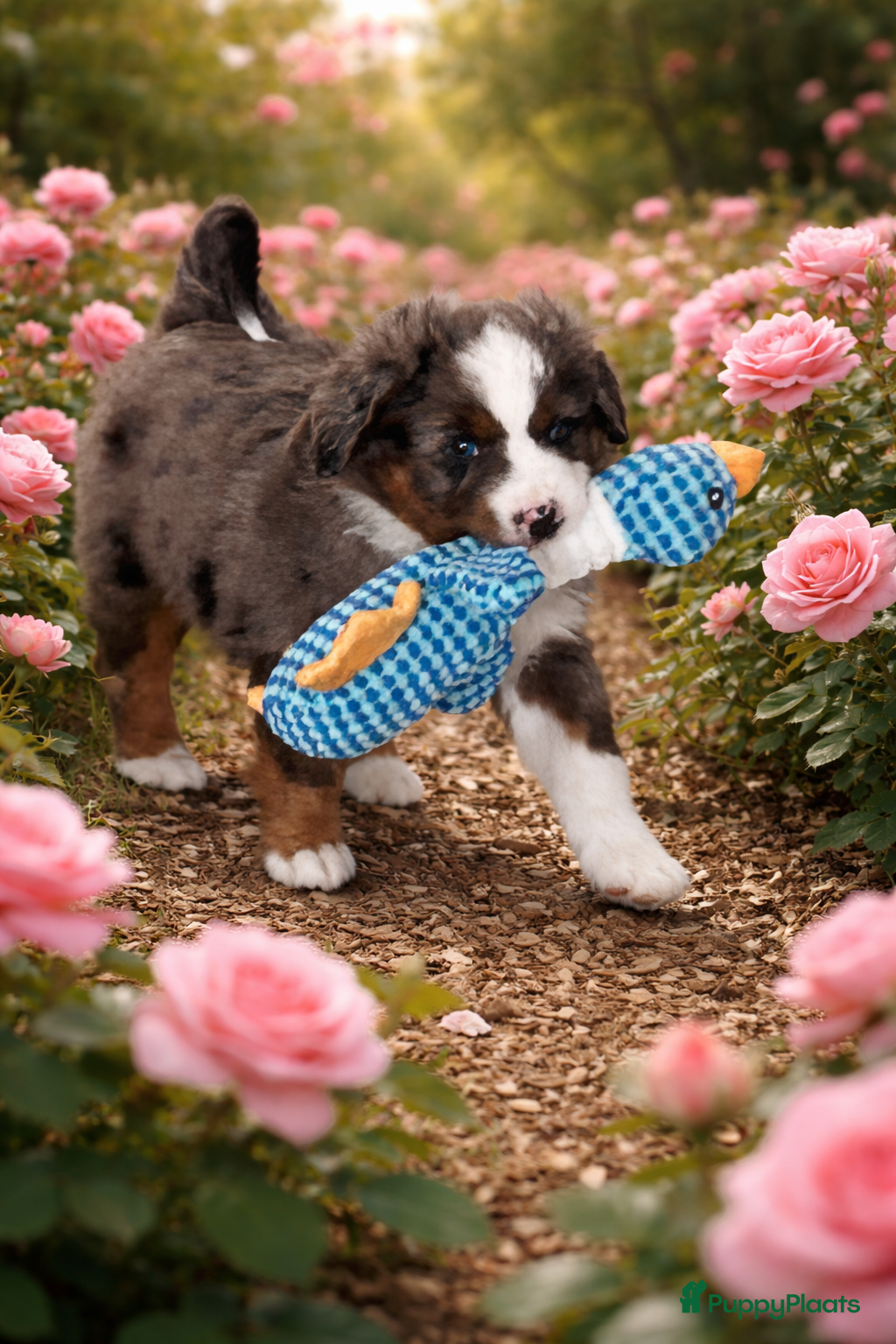 Australian Shepherd honden te koop: Miniature American shepherd reutjes - Advertentie 1