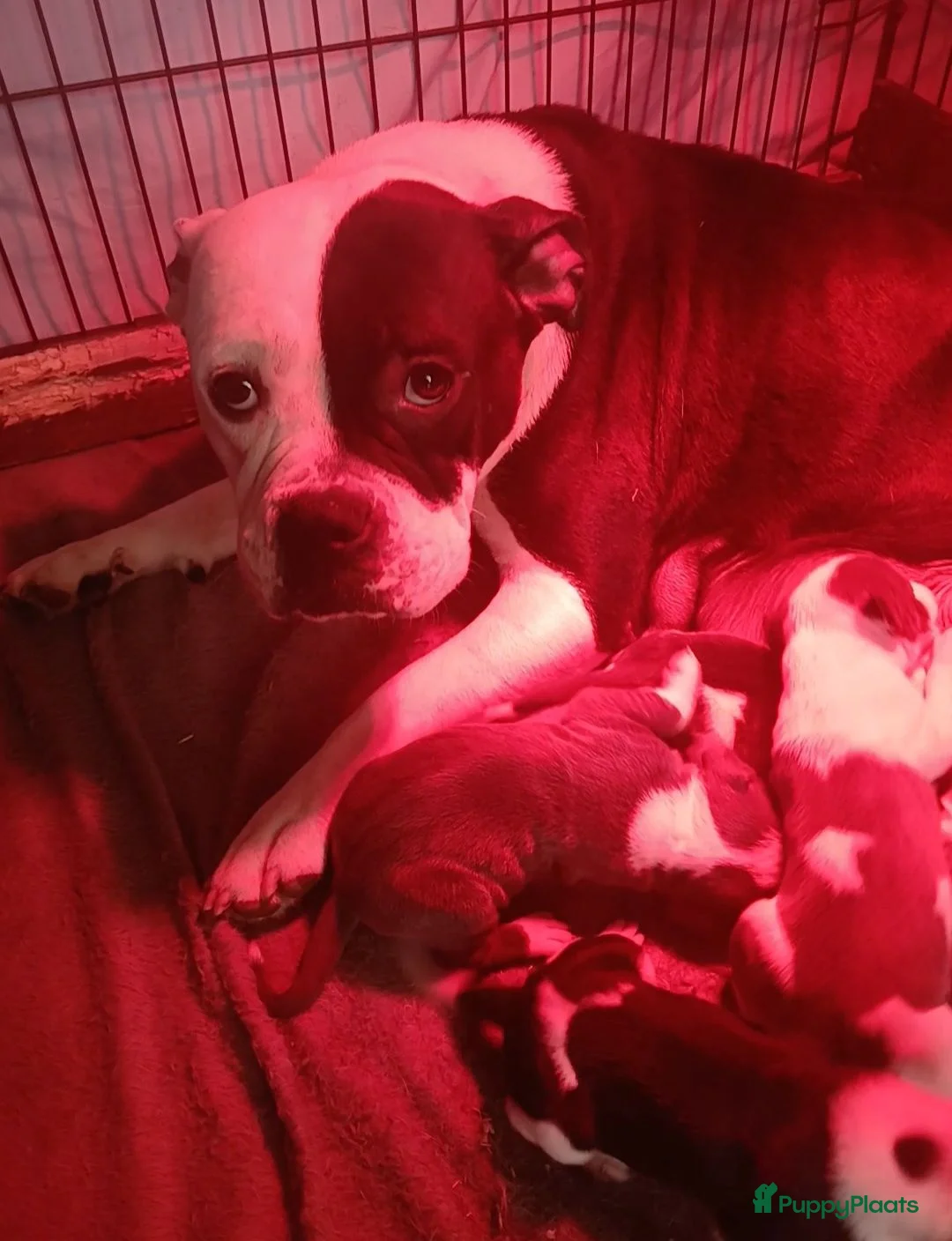 Kruising honden te koop: Amerikaanse stafford☆amerikaanse bulldog pups - Advertentie 2