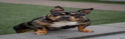 Amerikaanse Bully honden te koop: American Bully pocket pups verwacht geteste ouders - Advertentie 7
