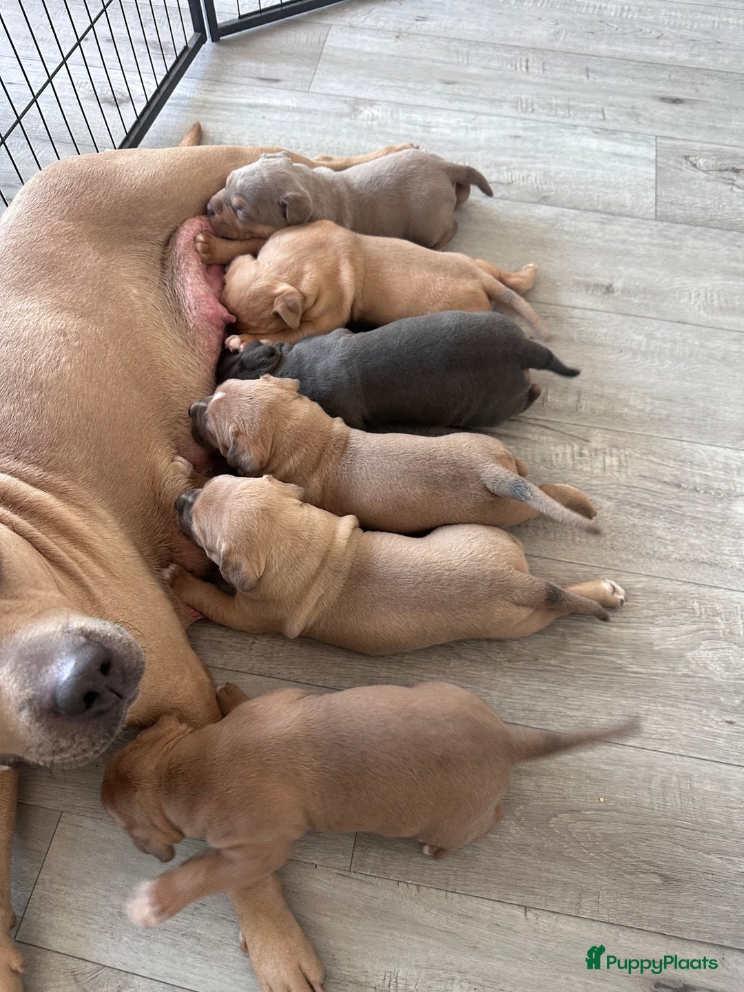 Amerikaanse Bully honden te koop: American bully XL pups bossy kennels bloedlijn! - Afbeelding 11