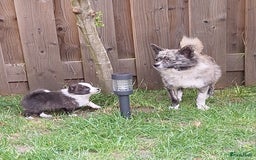 Pomsky honden te koop: Pomsky reutje Sunnie in Weert - Afbeelding 4