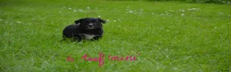 Kruising honden te koop: Prachtige puppy's Border-Collie/Golden Retriever - Advertentie 4