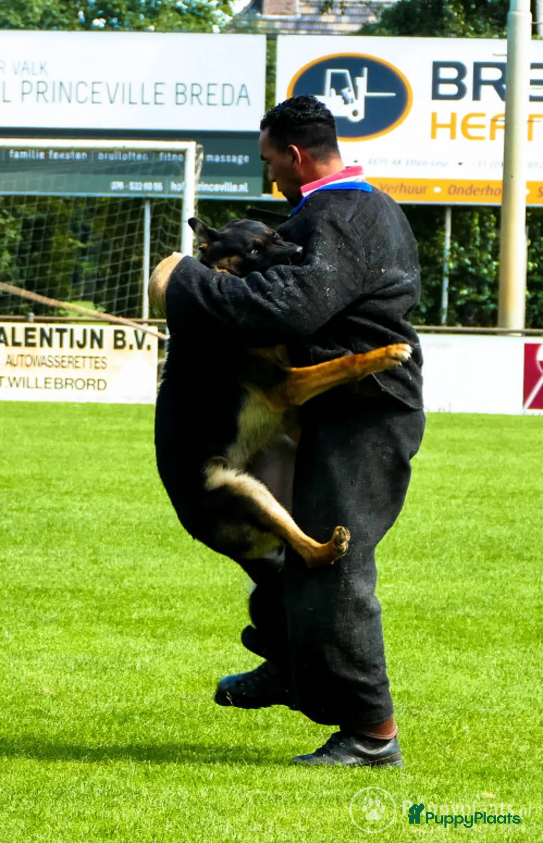 Duitse Herder honden ter dekking: Duitse herder uit 100% werklijnen (rechte rug) in Beekbergen - Advertentie 4