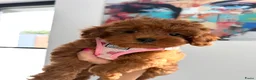 Maltipoo honden te koop: Prachtige maltipoo pups , speels, gezond  - Advertentie 2