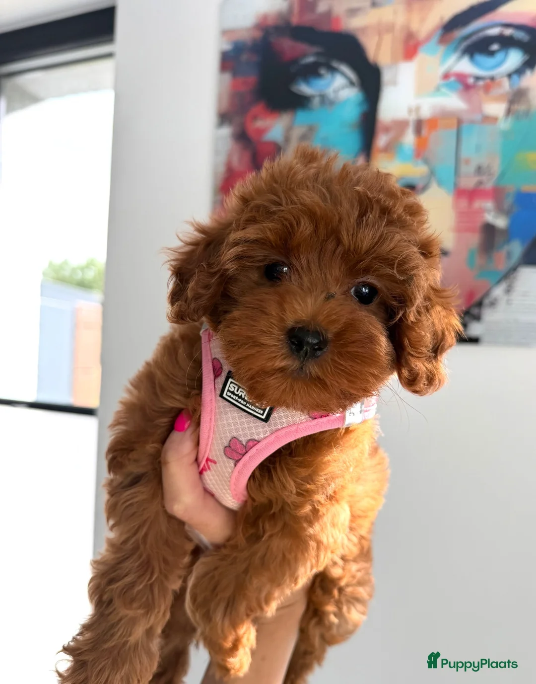 Maltipoo honden te koop: Prachtige maltipoo pups , speels, gezond  - Advertentie 2