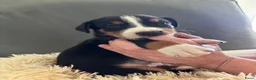 Appenzeller Sennenhond honden te koop: Appenzeller pups - Advertentie 10