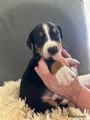 Appenzeller Sennenhond Puppy 7