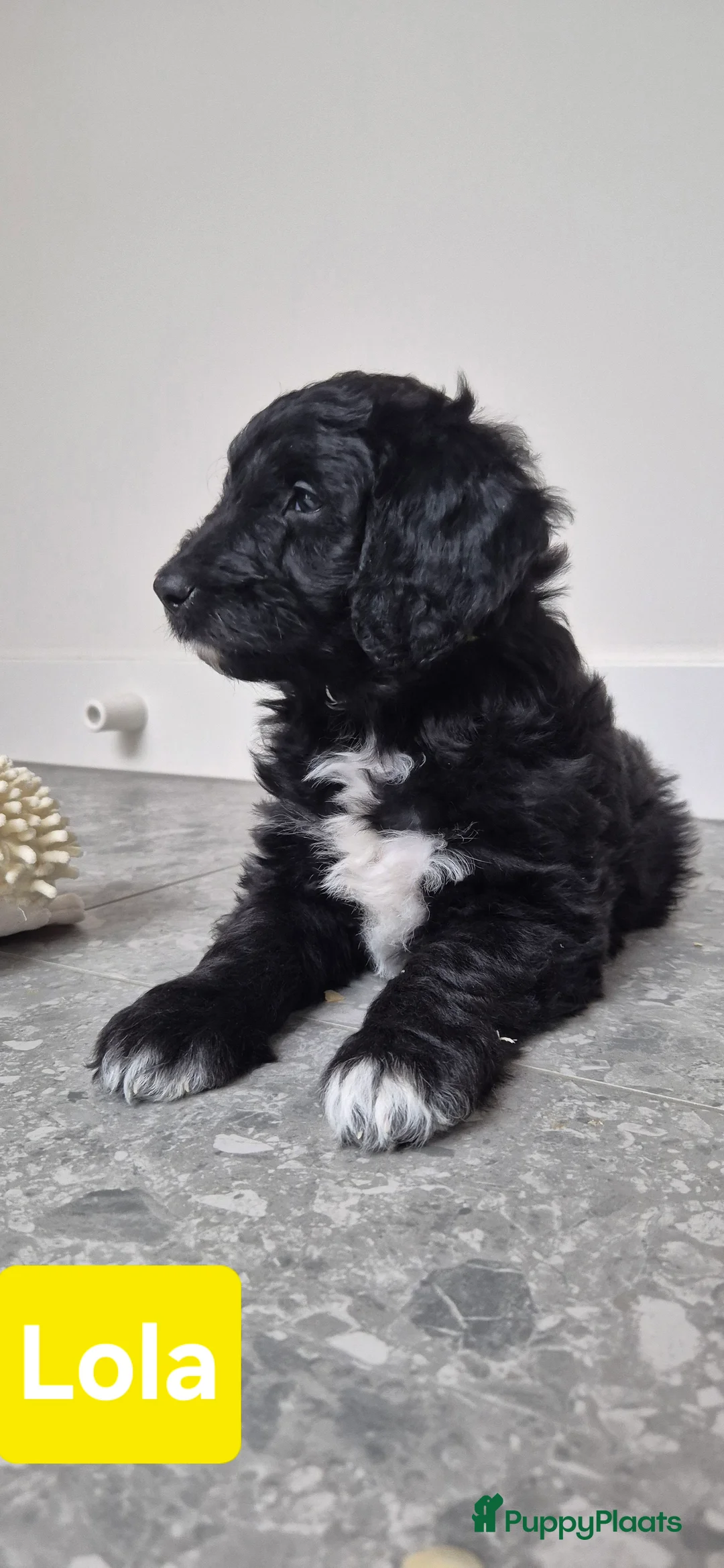 Kruising honden te koop: Bordoodle pups (F1) - nog 5 beschikbaar - Advertentie 4