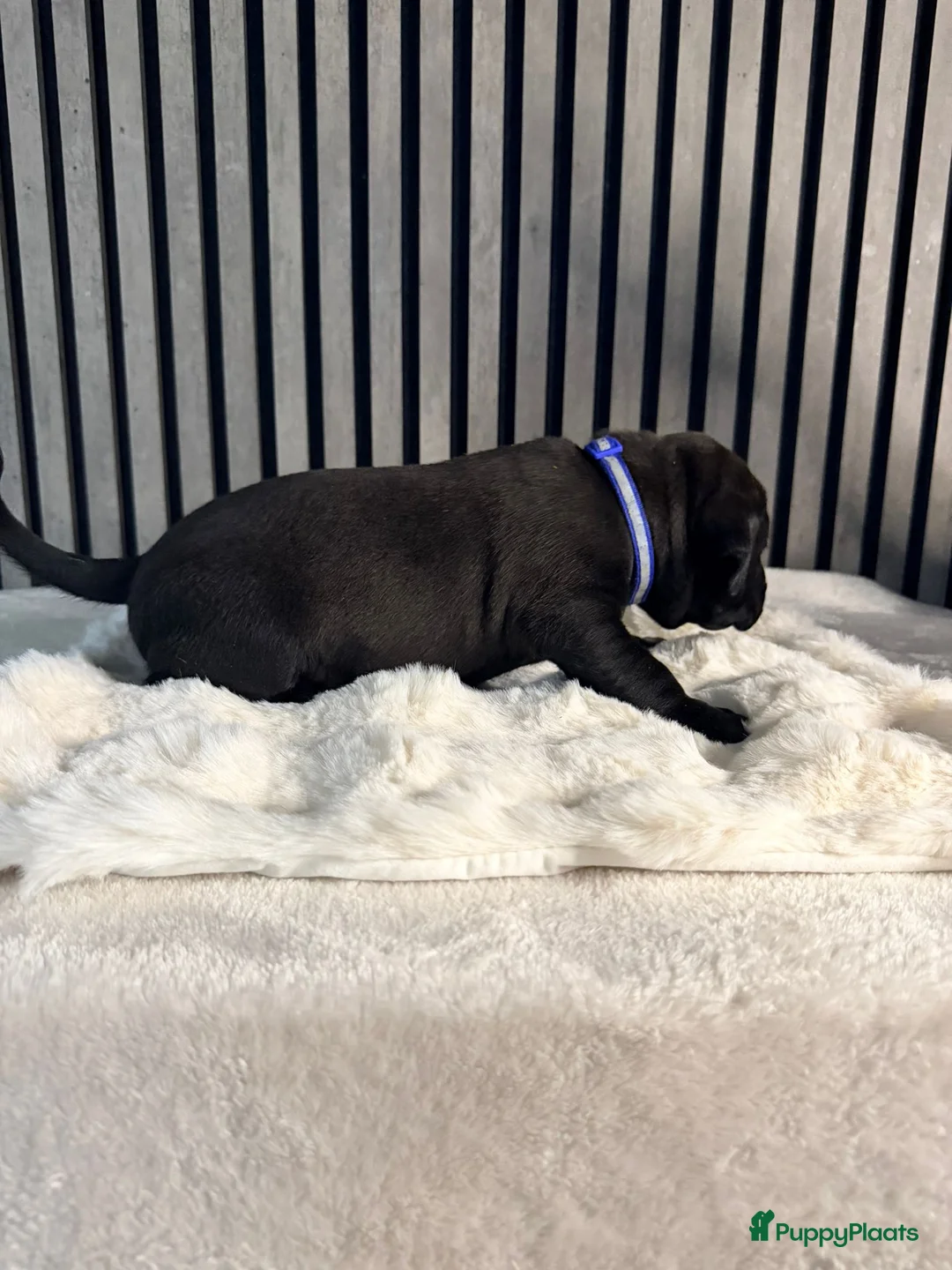 Amerikaanse Bully honden te koop: American bully xl pups  - Advertentie 7