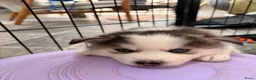 Pomsky honden te koop: Pomsky puppy’s F3 - Advertentie 18