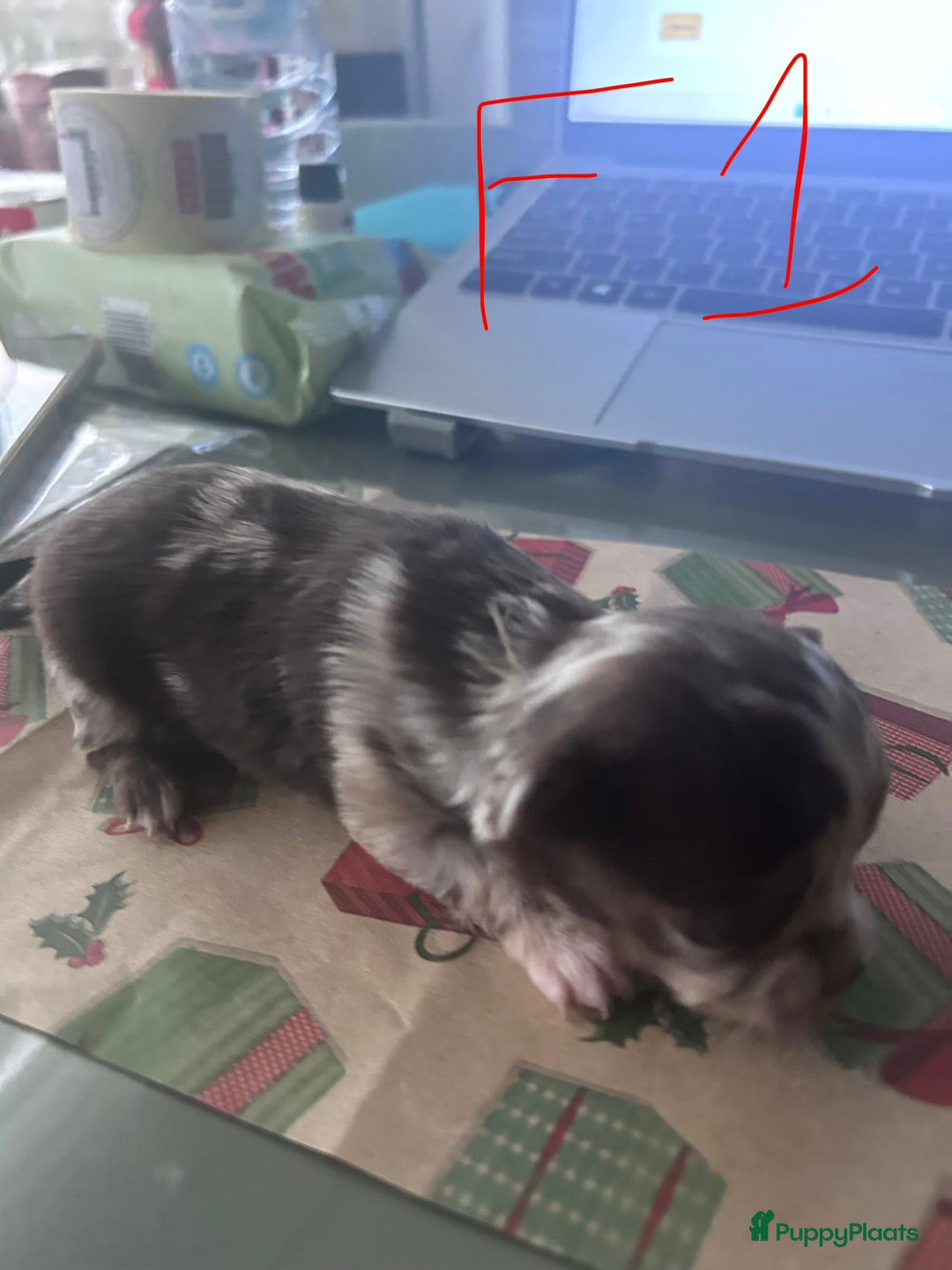 Chihuahua honden te koop: 6 lieve Chihuahua puppy’s - Advertentie 28