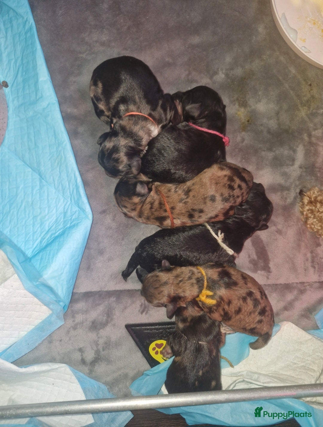 Labradoodle honden Prachtige mini labradoodle pups - Advertentie 1