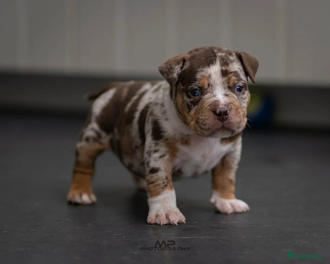 Amerikaanse Bully honden te koop: American Bully pocket pup verwacht  - Advertentie 12