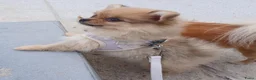 Pomchi honden te koop: Pomeriaan pups - Advertentie 6