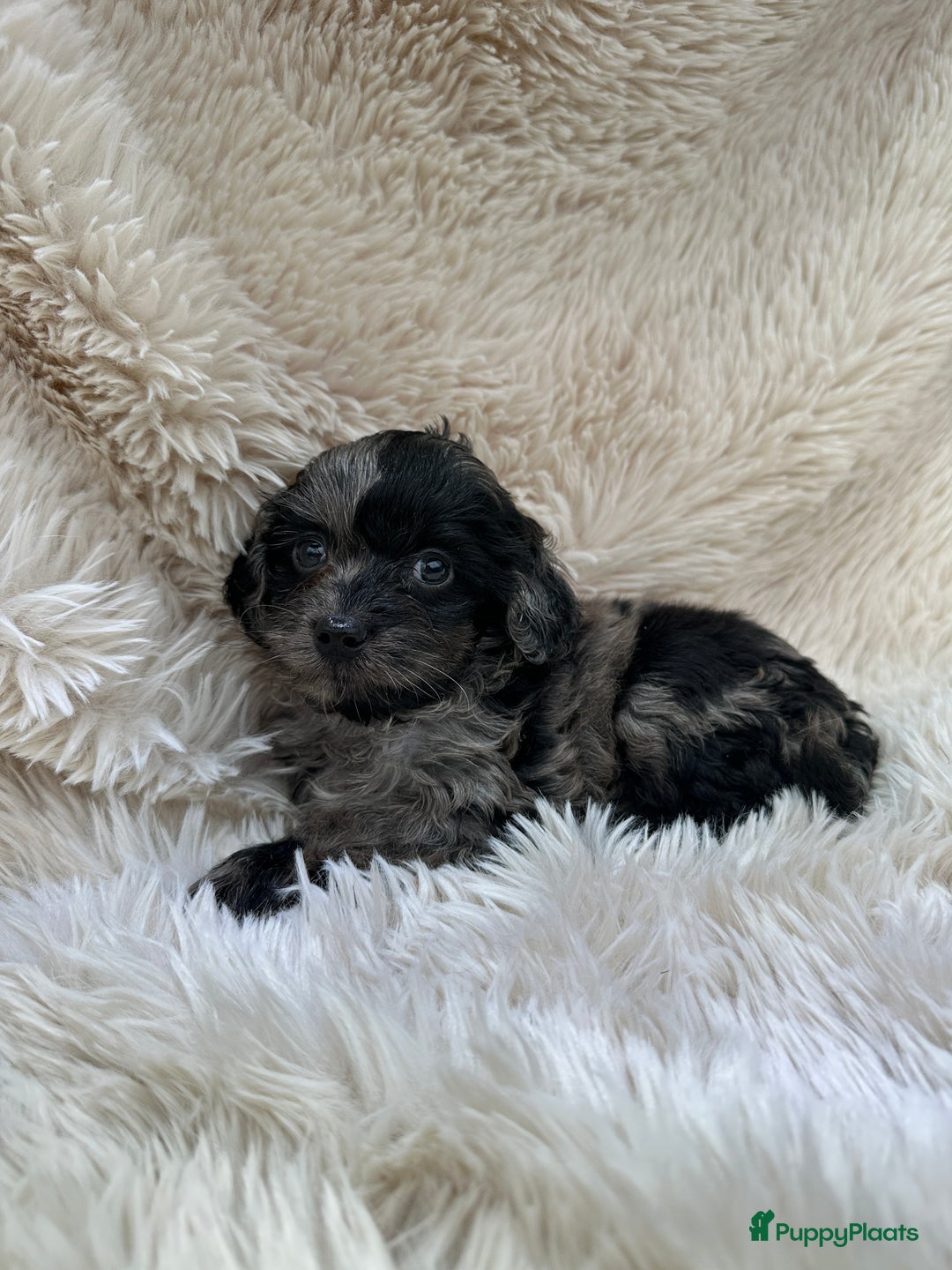 Poedel Toy honden te koop: Toy poedel teefjes - Advertentie 4