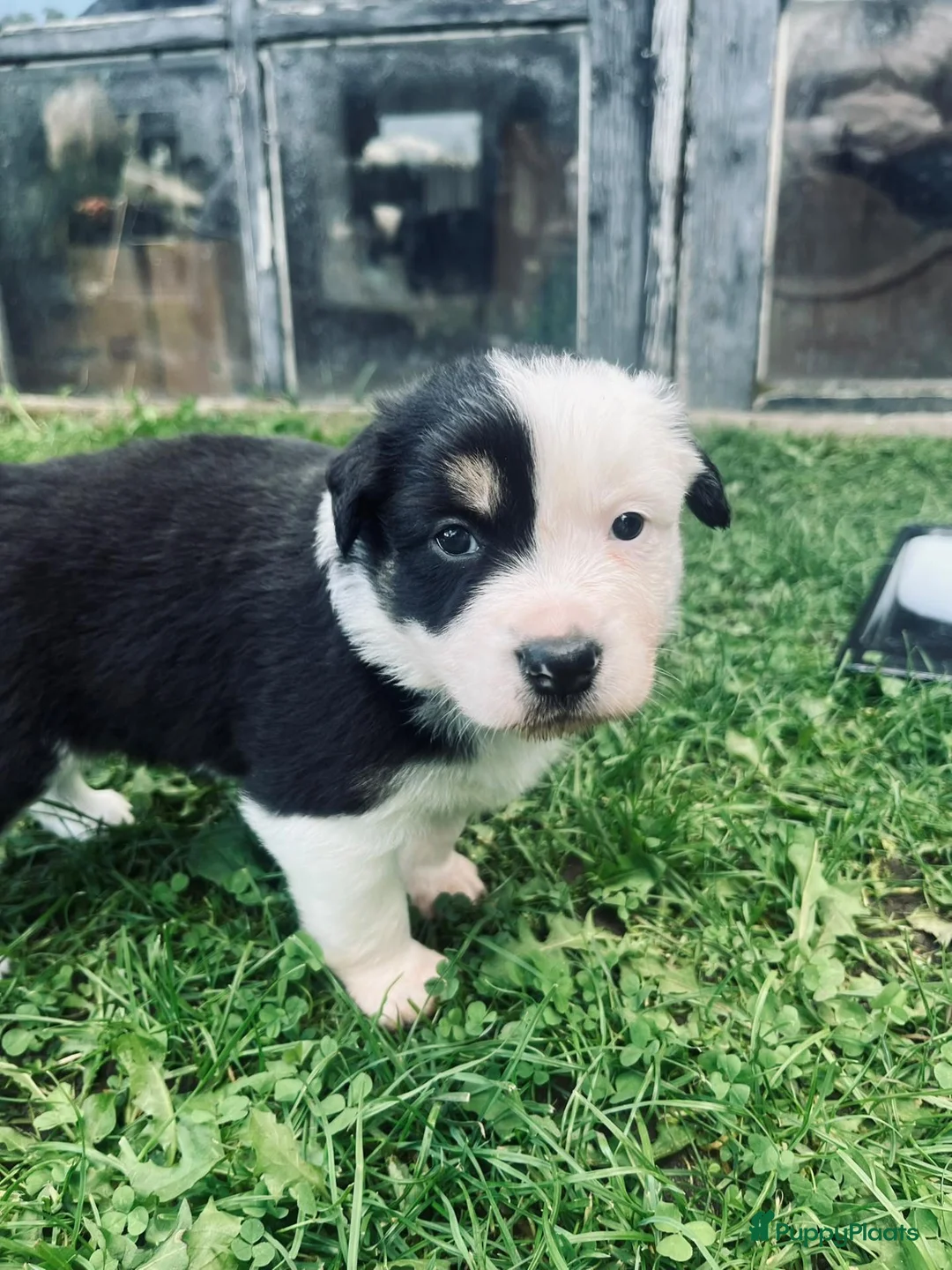 Kruising honden te koop: border collie/autralian shepperd puppy's - Advertentie 15