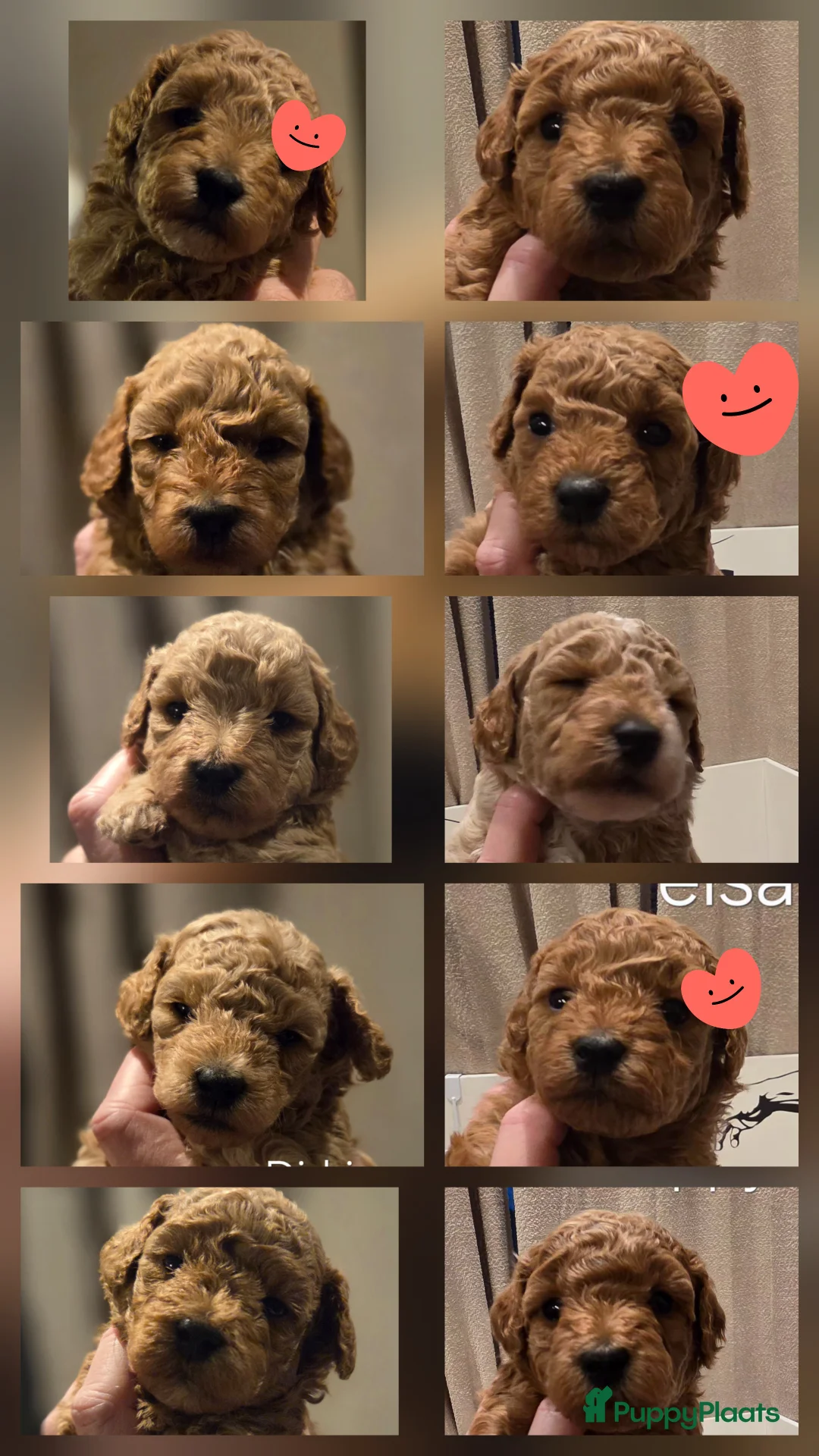 Poedel Toy honden te koop: Toy x dwergpoedel  - Advertentie 6