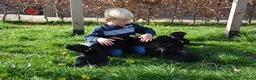 Goldador honden te koop: Lieve Goldador pups mogen naar hun nieuwe huisje - Advertentie 2