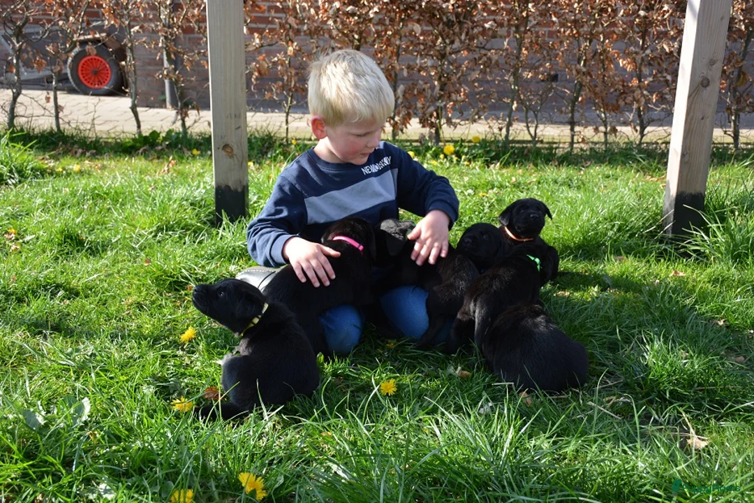 Goldador honden te koop: Lieve Goldador pups mogen naar hun nieuwe huisje - Advertentie 2