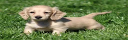 Teckel (langhaar) honden te koop: Teckel pups Cream , Blond - Advertentie 3