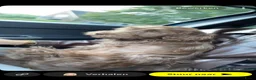 Labradoodle honden te koop: Labradoodle teefje - Advertentie 5