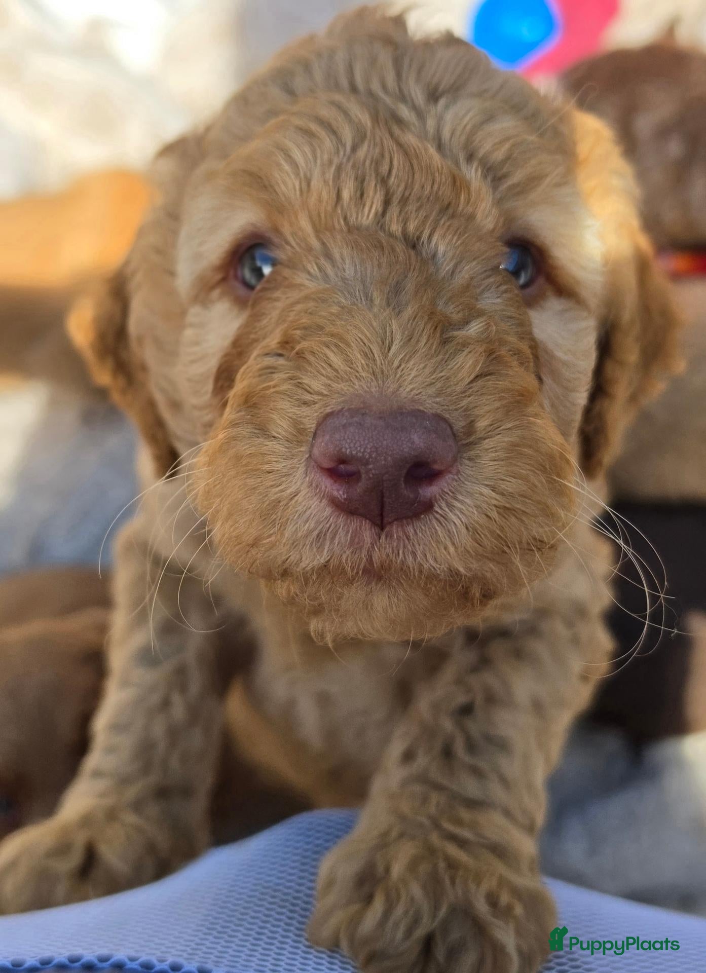 Labradoodle honden De laatste pup 🩵 half Australian doodles🥰 - Advertentie 2