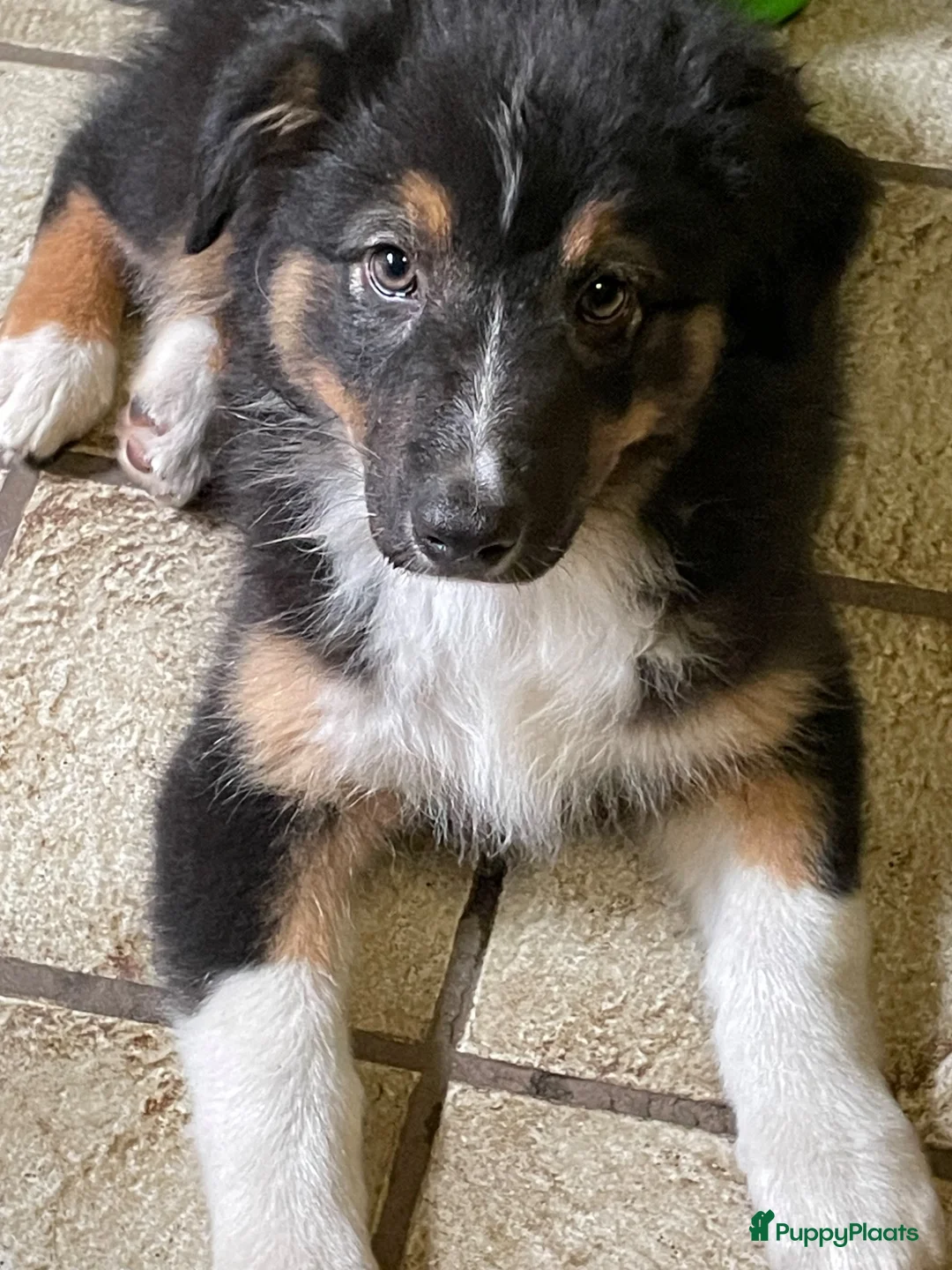Australian Shepherd honden te koop: Australische herder teefje black tri - Advertentie 2