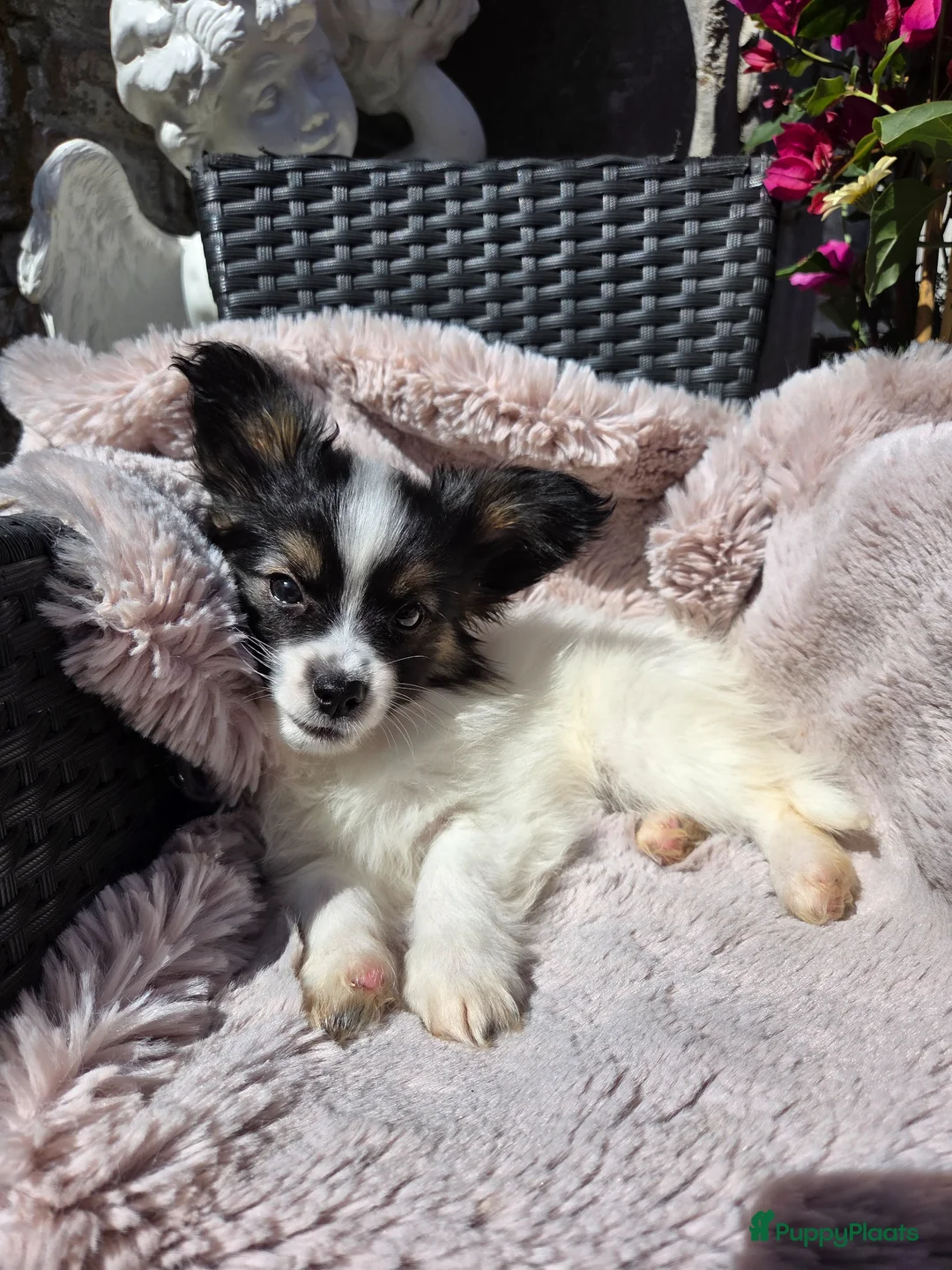 Vlinderhondje honden te koop: Vlinderhond papillon reutjes beschikbaar FCI in De Zilk - Advertentie 5