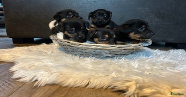 Jack Russel Terriër honden - Advertentie 15