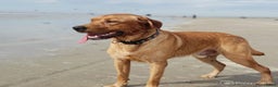 Labrador Retriever honden ter dekking: Labrador dekreu Fox red met stamboom in Apeldoorn - Advertentie 4