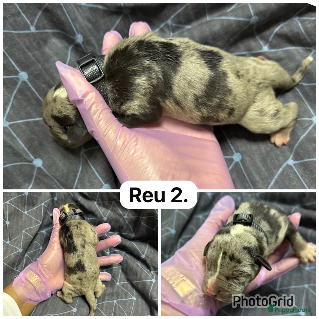 Amerikaanse Bully honden te koop: Amerikaanse bully xl  - Advertentie 3