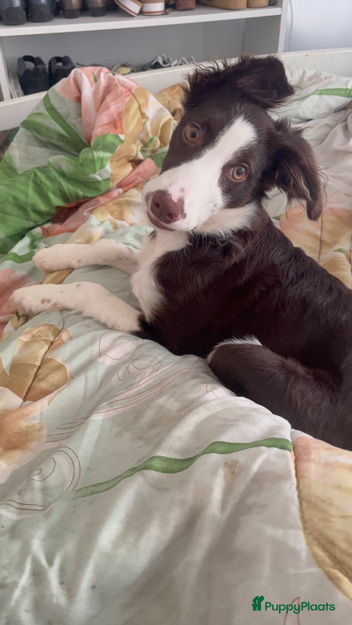 Kruising honden Een gouden mandje voor Odin - Advertentie 3