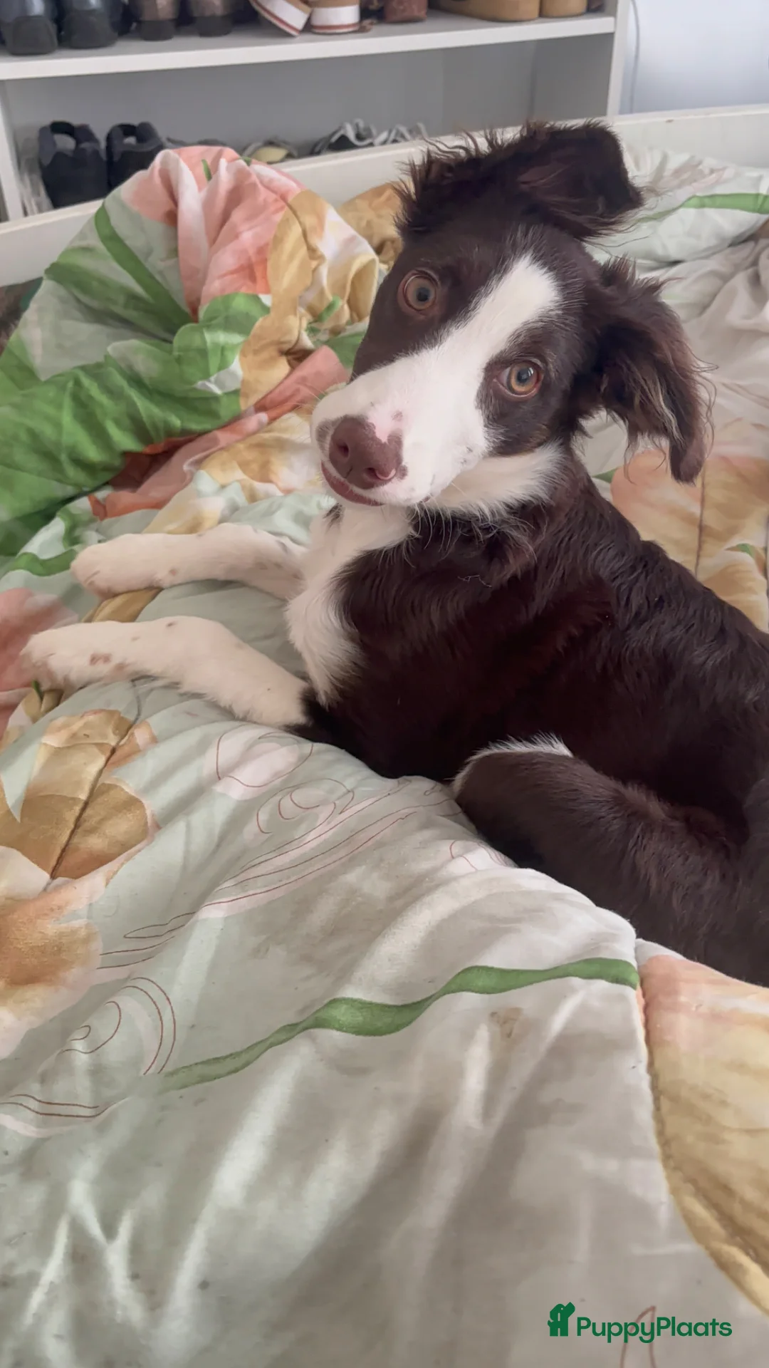 Kruising honden te koop: Een gouden mandje voor Odin in Rotterdam - Advertentie 1