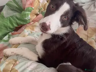 Kruising honden Een gouden mandje voor Odin - Advertentie 3