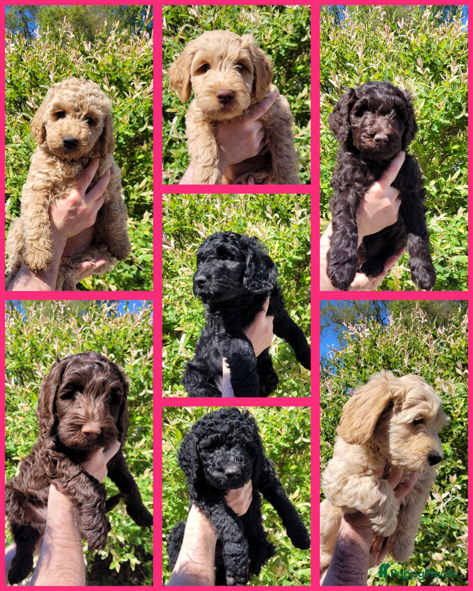 Australian Labradoodle honden Australian Labradoodle Puppies (In Belgium) - Advertentie 2