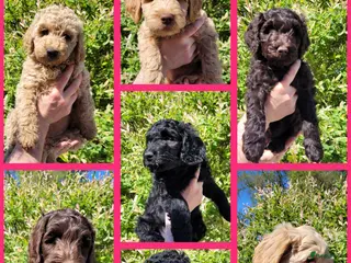 Australian Labradoodle honden Australian Labradoodle Puppies (In Belgium) - Advertentie 2