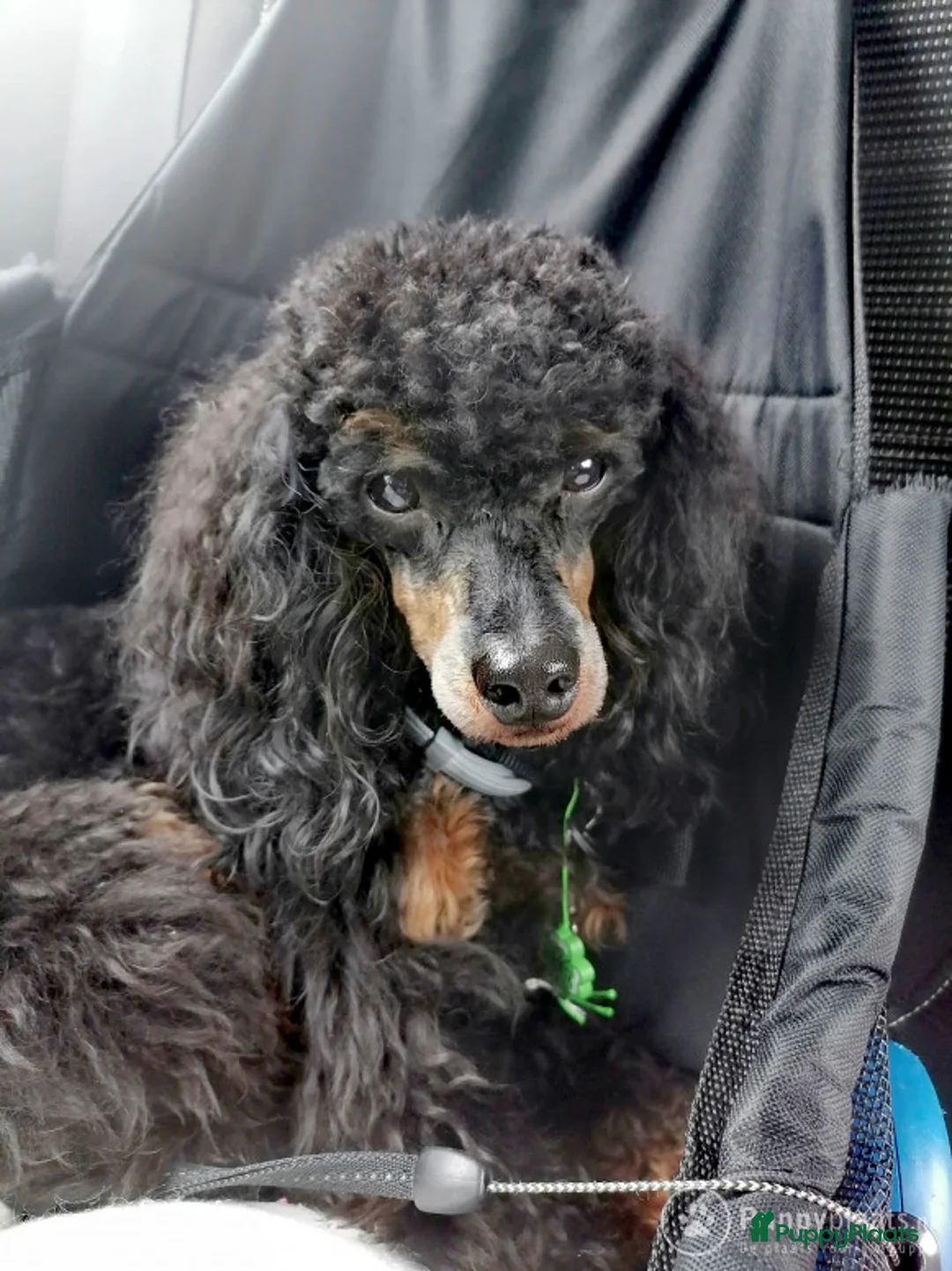 Poedel honden ter dekking: Dekreu Black and tan  dwerg poedel in Zwartemeer - Advertentie 9